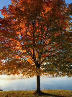 Baum im Herbst